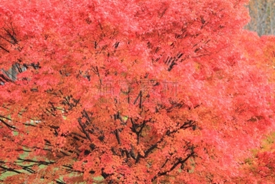 叶子,山梨县,秋天,日本,清里明良,苏格兰高地,天空,里山,水平画幅,无人