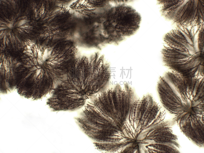 藻类,放大效果,信笺针,在下面,生物学,生物燃料,显微镜,退化单眼,淡水,海洋生命