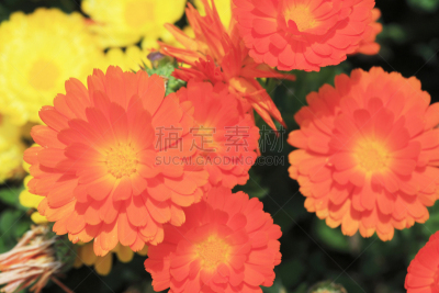 非洲雏菊,淡路岛,兵库县,水平画幅,无人,户外,特写,植物,园艺,精神振作