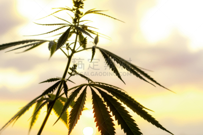 农作物,药,草本,植物群,时间,生物学,古老的,日光,香熏油