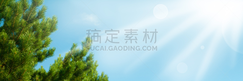 天空,枝,雪松,美,注射笔,水平画幅,无人,圣诞树,户外