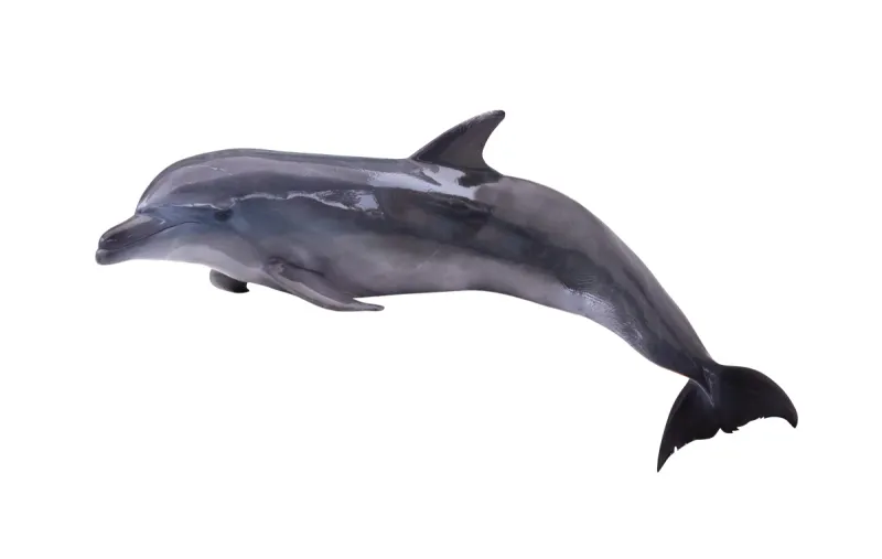 绘画插图 真海豚 海豚 野生动物 形状 无人 性格 野外动物 背景分离 方形画幅图片素材下载 稿定素材