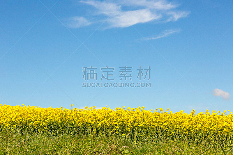 芸苔,天空,蓝色,农作物,黄色,自然,留白,非都市风光,水平画幅,地形