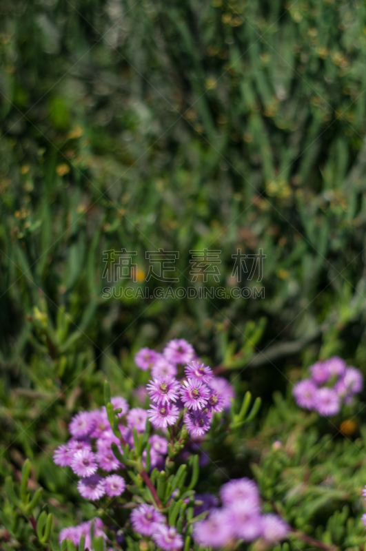 自然,乡村风格,朗厄班,白蓝菊,纳马夸兰,西开普省,垂直画幅,草地,幸福,绿色