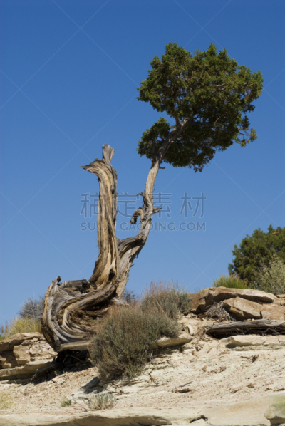 pinyon pine,垂直画幅,风,无人,户外,粗糙的,犹他,风景,沙漠