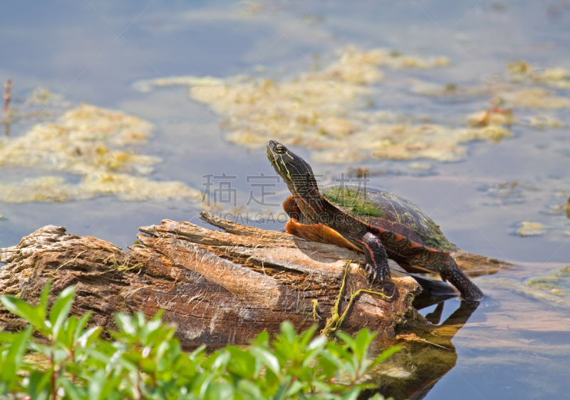 painted turtle,自然,水,海龟,野生动物,水平画幅,无人,野外动物,户外,特写