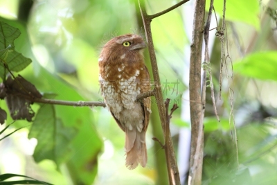 短发,自然,美,danum valley conservation area,野生动物,水平画幅,无人,沙巴州,鸟类,雄性动物