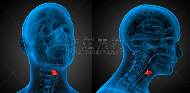 喉,健康保健,三维图形,绘画插图,环甲软骨,会厌,甲状腺,软骨,歌手,水平画幅