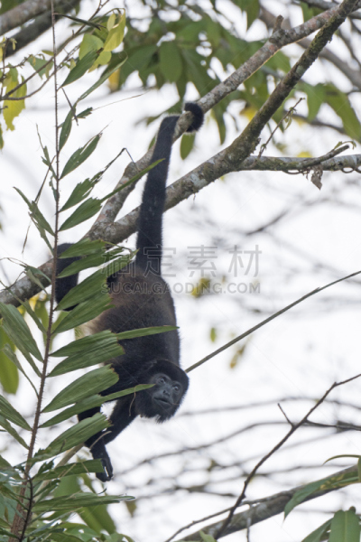 吼猴,悬挂的,tortuguero national park,里蒙省,哥斯达黎加,垂直画幅,美,中美洲,无人,动物学