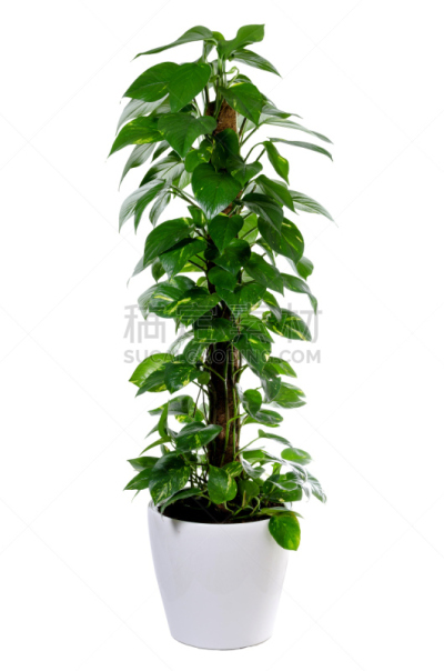 金色,垂直画幅,夏天,室内植物,白色,热带气候,植物学,灌木,盆栽植物,清新
