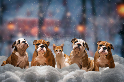 四只动物,豺狗,野生猫科动物,水平画幅,雪,猫,冬天,雪花,遛狗师,情感