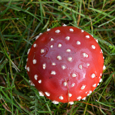 红色,瑞典,彩色图片,无人,有毒生物体,毒蝇菇,蘑菇,北博滕,方形画幅,瑞属拉普兰