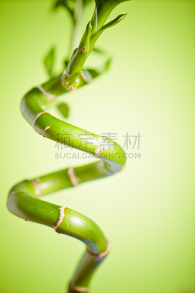 竹,绿色,自然,垂直画幅,无人,散焦,日本,抽象,热带雨林,特写