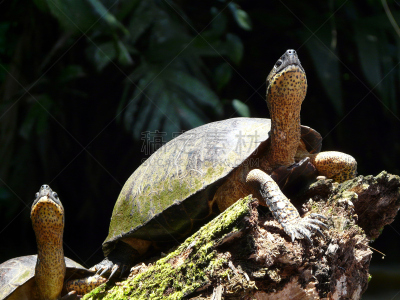 绿蠵龟,太阳,tortuguero national park,里蒙省,自然,中美洲,海龟,野生动物,水平画幅,野外动物