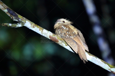 婆罗洲岛,沙巴州,马来西亚,达浓谷地,巨大的,自然,美,danum valley conservation area,野生动物,水平画幅