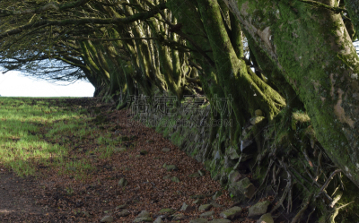 bodmin moor,石墙,康沃尔,水平画幅,无人,英国,农场,农业,摄影,树