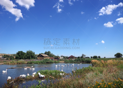 夏天,地形,巴华利街,香蒲,水,天空,留白,水平画幅,谷仓,鸟类
