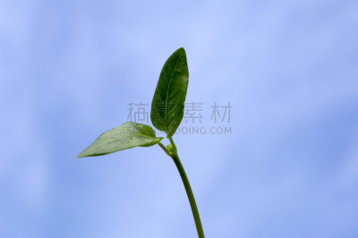 琵琶湖,双叶区,滋贺县,亚洲,自然,图像,叶子,春天,无人,东亚