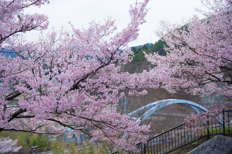 拱桥,樱之花,takatoh,长野县,樱桃树,留白,水平画幅,无人,色彩鲜艳,拱门