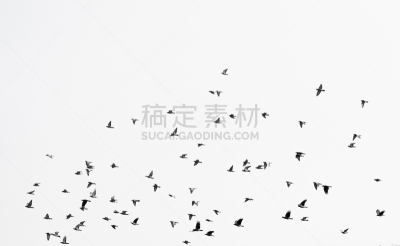天空,白色,斑鸠,在上面,羊群,背景,风,艺术,水平画幅,无人