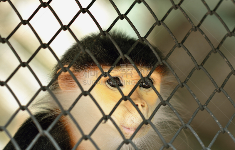 Douc Langur,叶猴,笼子,北方长尾瘦猴,自然,犯人,野生动物,水平画幅