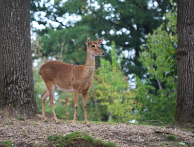 brow-antlered deer,美,水平画幅,无人,动物身体部位,草,眉毛,人的眼睛,哺乳纲,汉堡包