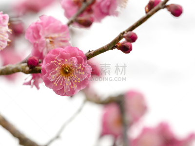 花朵,自然界的状态,背景分离,新年前夕,樱桃,梅子,春天,李树,植物,杏