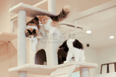 三只动物,野生猫科动物,小猫,塔,进行中,动物背脊,褐色,水平画幅,奶油,古典式