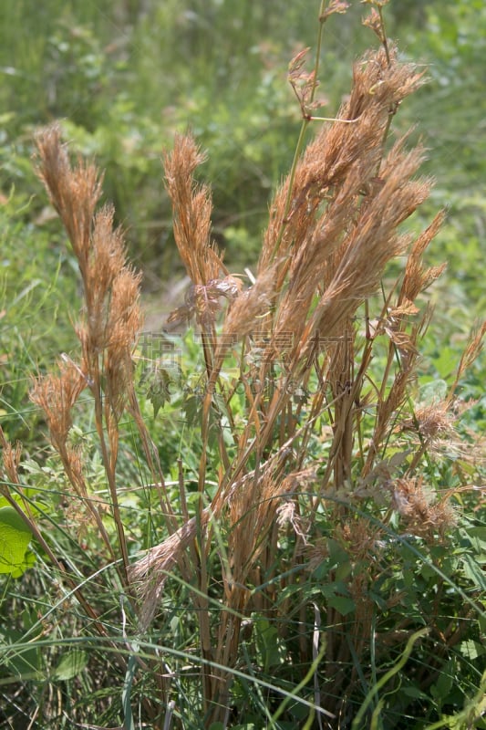 须芒草,垂直画幅,植物,彩色图片,草类,无人,德克萨斯,灌木,户外,摄影