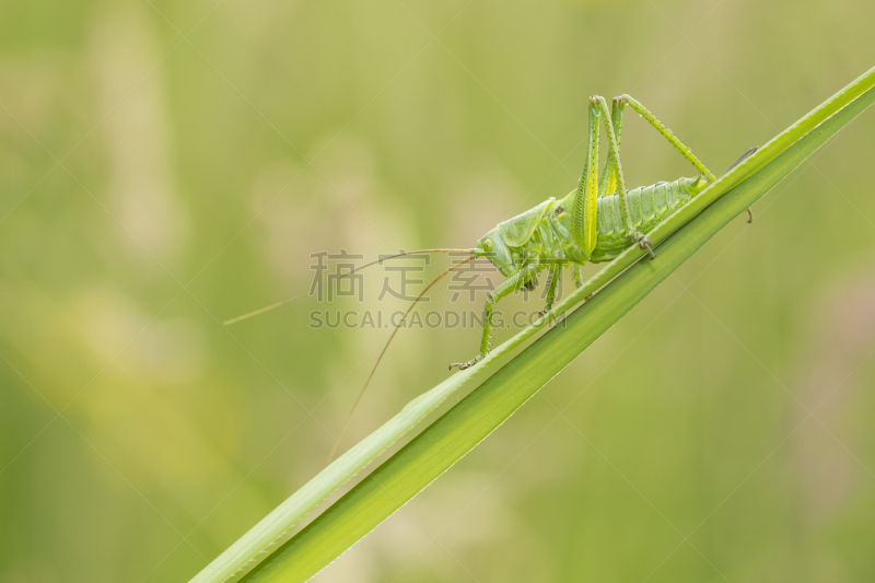 绿丛螽斯,金钟花,自然,草地,野生动物,水平画幅,绿色,无人,蚱蜢,巨大的