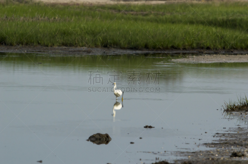 泻湖,雪白鹭,水,留白,野生动物,水平画幅,无人,鸟类,野外动物,沼泽