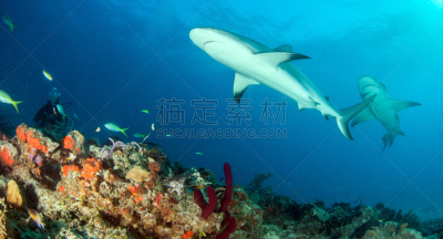 巴哈马国,礁鲨,水,水平画幅,水肺潜水,无人,水下,鲨鱼,夏天,户外