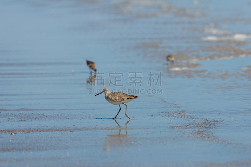 黑腹滨鹬,海滩,防水长靴,野生动物,灰色,橙色,北卡罗来纳,海浪,动物,鸟类