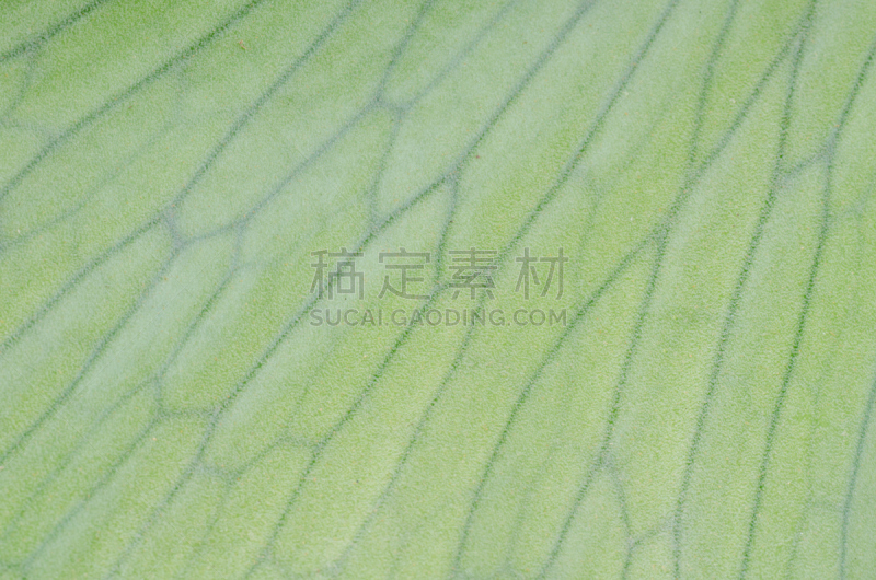 鹿角蕨,背景,自然,水平画幅,绿色,寄生藤,无人,热带雨林,水龙骨科,生物学