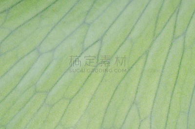 鹿角蕨,背景,自然,水平画幅,绿色,寄生藤,无人,热带雨林,水龙骨科,生物学
