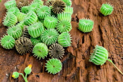 白麻属植物,木制,自然,苘麻,水平画幅,水果,无人,种子,灌木,清新