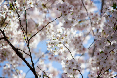 天空,公园,樱花,东京,蓝色,日本,基塔,吉野樱花,花见节,星和园