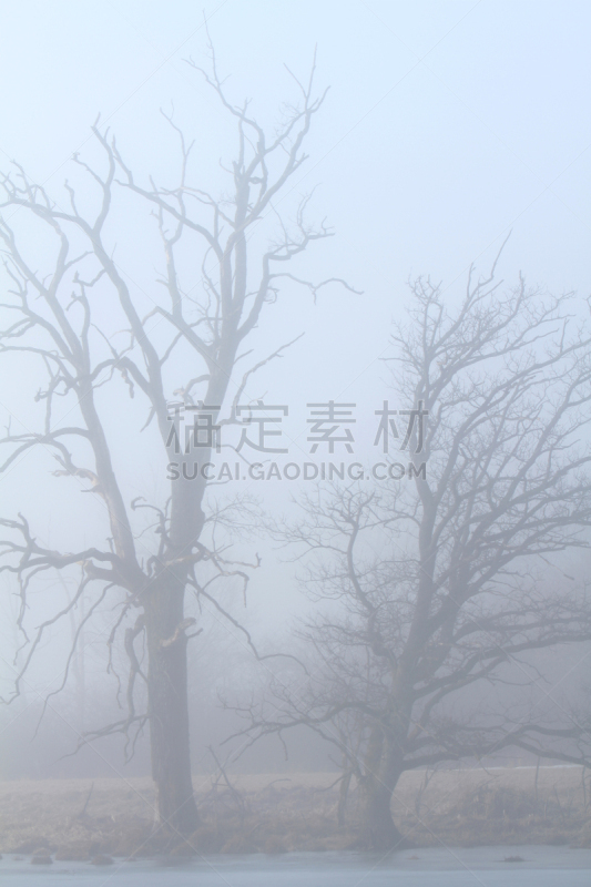 湖,雾,古树,andechs,阿默尔湖,垂直画幅,无人,户外,上巴伐利亚,冬天