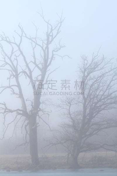 湖,雾,古树,andechs,阿默尔湖,垂直画幅,无人,户外,上巴伐利亚,冬天