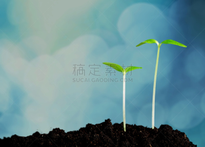 植物,清新,秧苗,新的,泥土,创造力,主动,营养阶段,开端,新生活