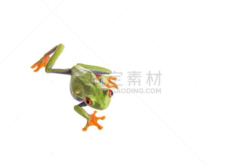 白色背景,红眼树蛙,分离着色,留白,动物手指,水平画幅,无人,蜥蜴,动物身体部位,热带雨林
