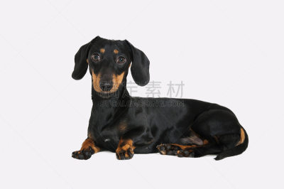黑色,腊肠犬,纯种犬,水平画幅,可爱的,家畜,白色背景,背景分离,幼小动物,一只动物