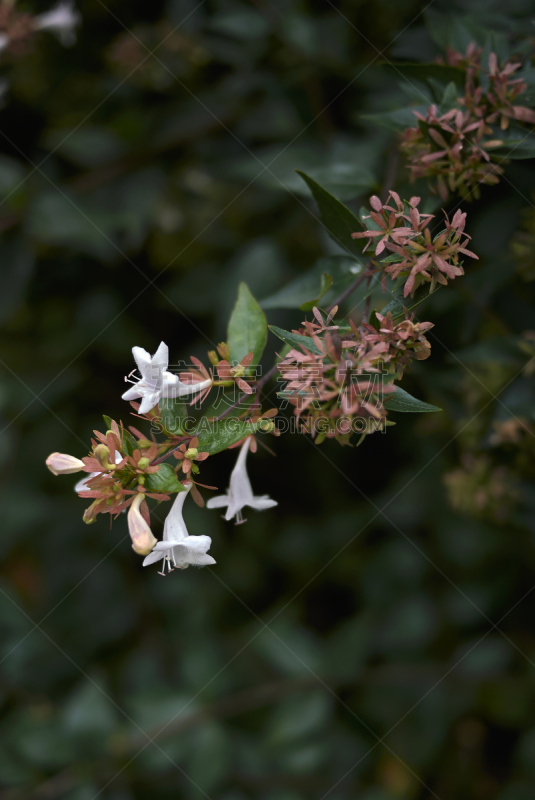 自然,垂直画幅,秋天,苏门达腊猩猩,无人,花序,特写,箭木,常绿植物,金银花科