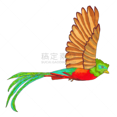 鸟类,大咬鹃,灵性,绘画插图,符号,动物学,热带雨林,雨林,热带气候,危地马拉