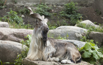 markhor,雄鹿,络腮胡子,阿富汗,水平画幅,动物身体部位,野外动物,生物学,哺乳纲,巴基斯坦