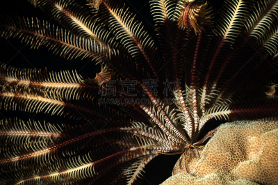 Feather Star,羽毛状海星,红海,水,褐色,水平画幅,无人,水下,生物学,深的