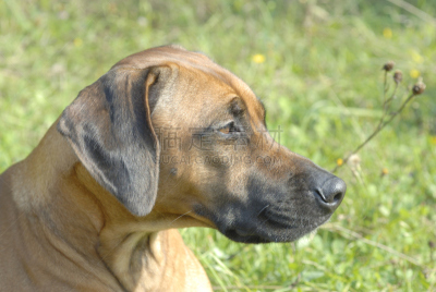 罗德西亚脊背犬,纯种犬,寻回犬,水平画幅,捕猎行为,受过训练的狗,家畜,无人,侧面像,猎狐犬