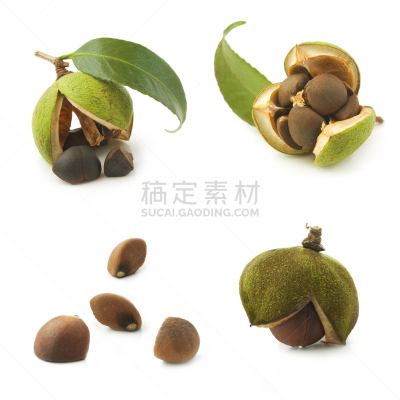 茶花,白色背景,种子,褐色,无人,工厂,特写,白色,植物,商业金融和工业