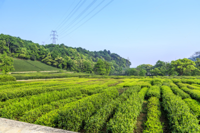西湖,杭州,日本茶道公园,大吉岭,锡金,美,茶树,半身像,水平画幅,枝繁叶茂