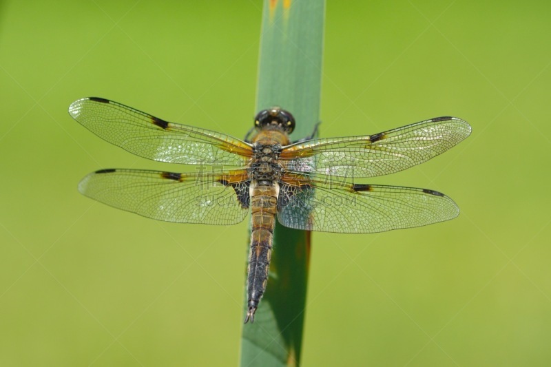 blue darter dragonfly,四斑撇渣器,撇水蜻蜓,三角钢琴,蜻蜓,芦苇,水,野生动物,水平画幅,无人
